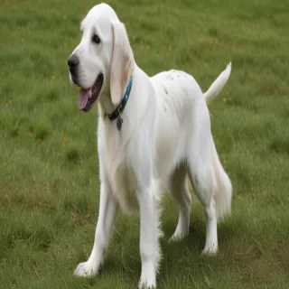 english setter