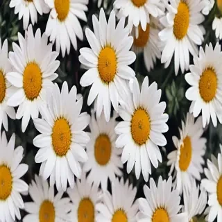 aesthetic daisy wallpaper