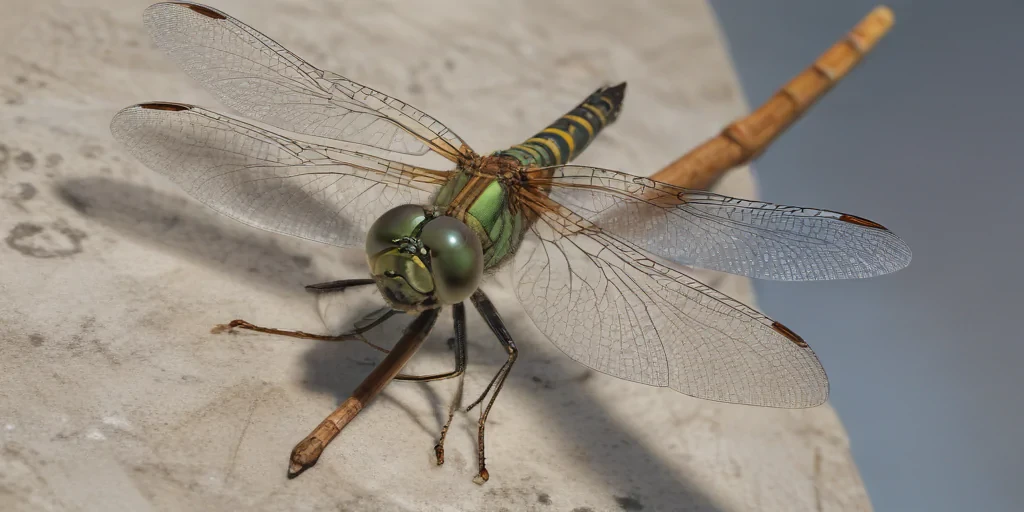dragonfly png