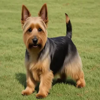 australian terrier dog breed