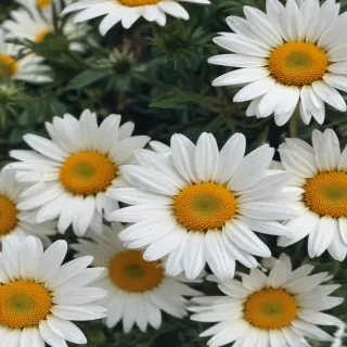 aesthetic daisy wallpaper