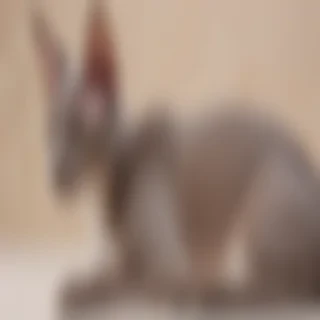 oriental shorthair cat breed