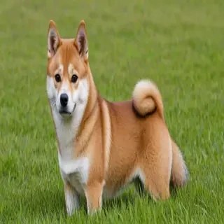 aussie shiba dog breed