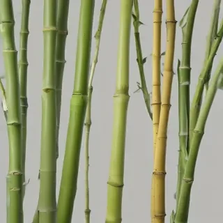 bamboo png