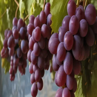 grapes png