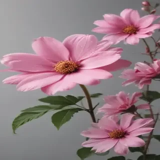 pink flower transparent background