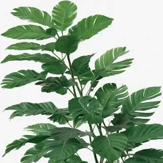green aesthetic png