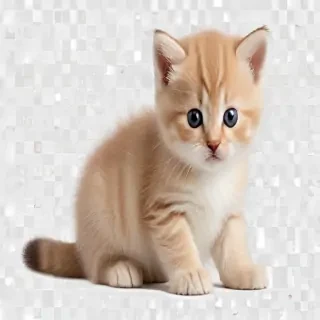 kitten png