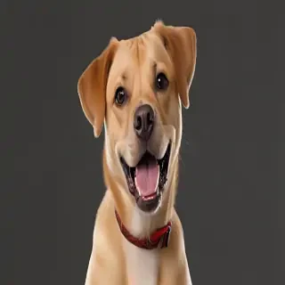 funny dog png