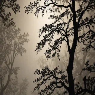 wallpaper shadow