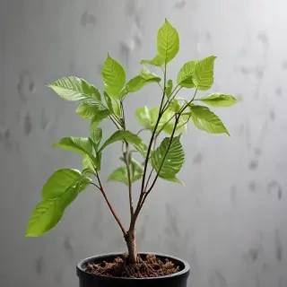 transparent plant