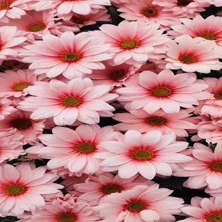 flower background aesthetic