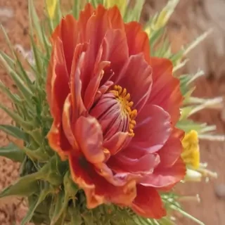 desert flower