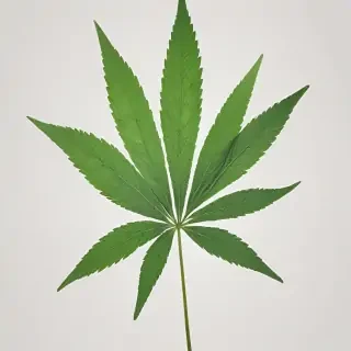 weed leaf png