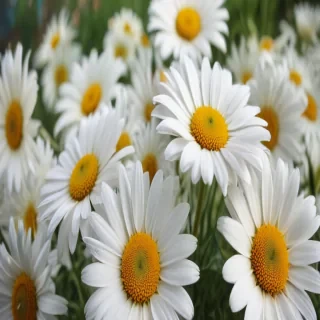 daisy wallpaper for desktop