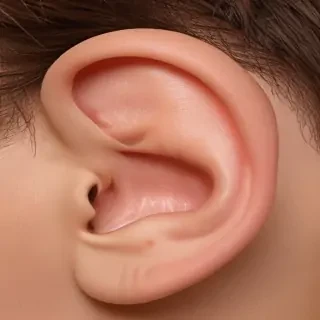 ears png