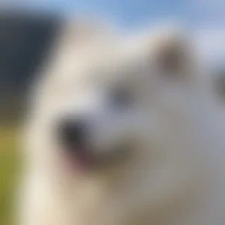 samoyed dog breed