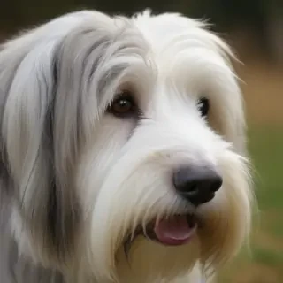 bearded collie