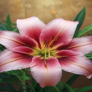 lily background