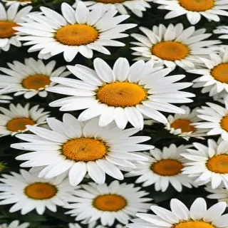 aesthetic daisy wallpaper