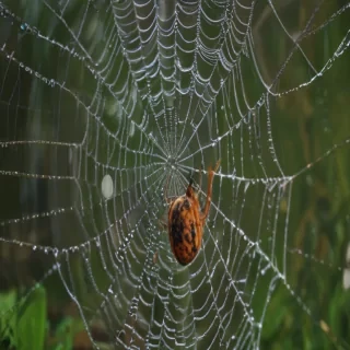spiderweb