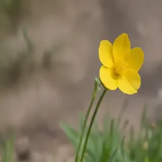 buttercup flower