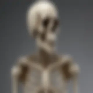 skeleton transparent background