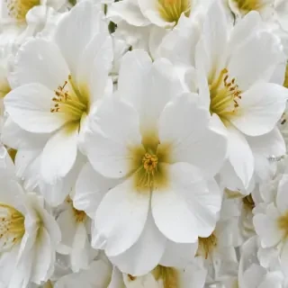 flower white background