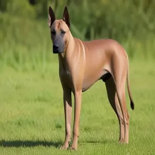 thai ridgeback
