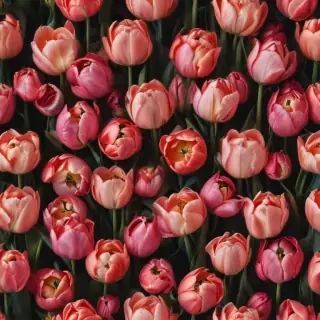 tulips wallpaper aesthetic