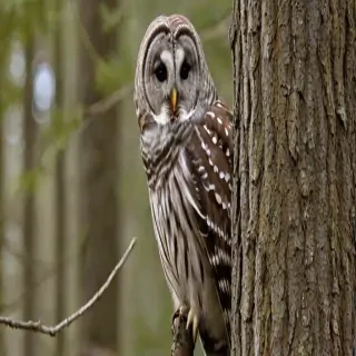 barred owl call