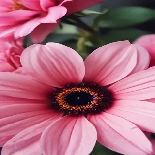 wallpaper iphone flower