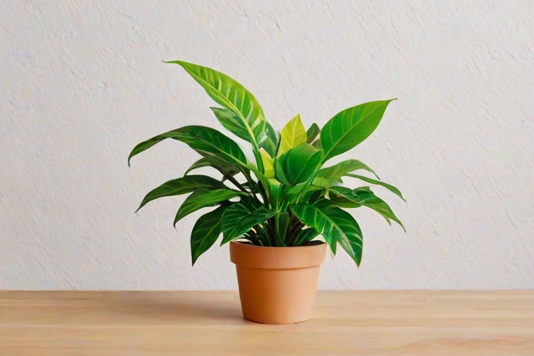 plant desktop wallpaper