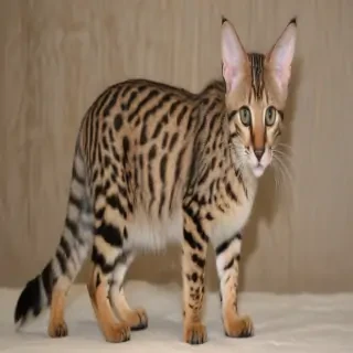 savannah cat breed