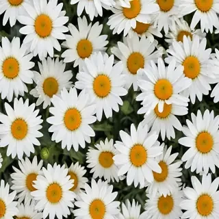 daisy background wallpaper