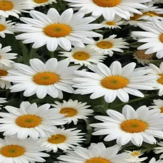 aesthetic daisy wallpaper