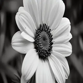 flower images black and white