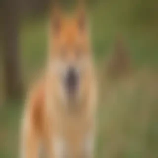 finnish spitz dog breed