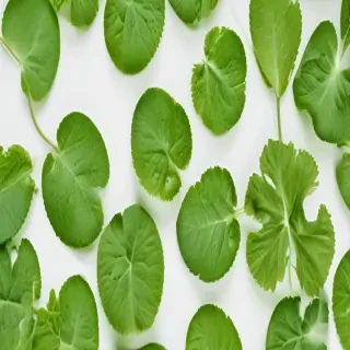 green on white background