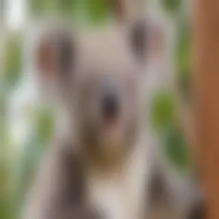 koala bear