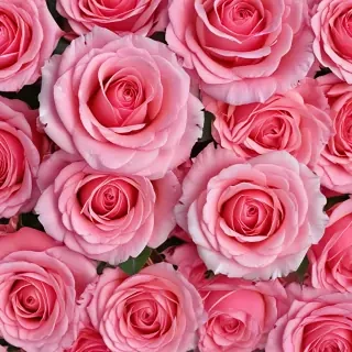 full screen rose wallpaper hd