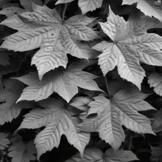 leaves black and white