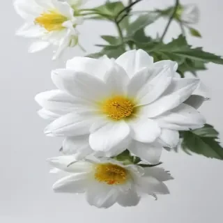 flower with white background