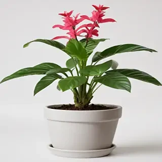 potted plant png