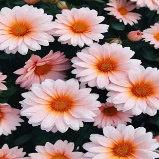 aesthetic backgrounds flowers