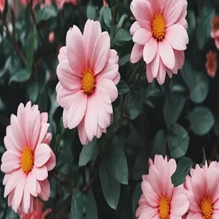 cute aesthetic flower wallpaper