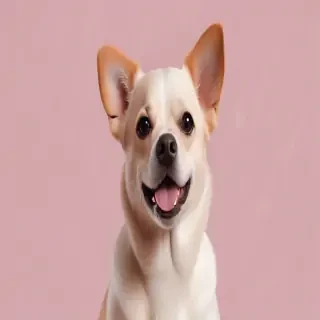 aesthetic dog wallpaper