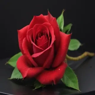 image of a red rose