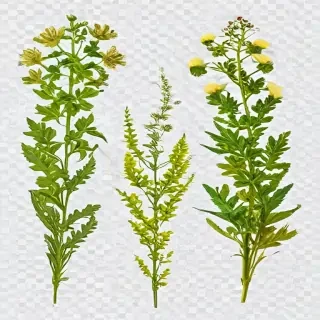 weeds png