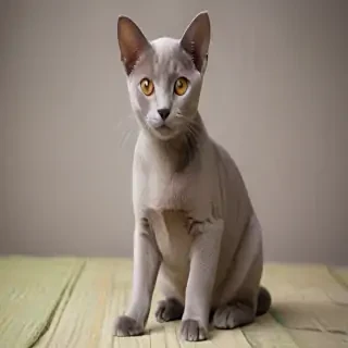 brazilian shorthair breed